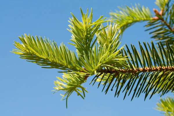 Nieuwe branch in fir — Stockfoto