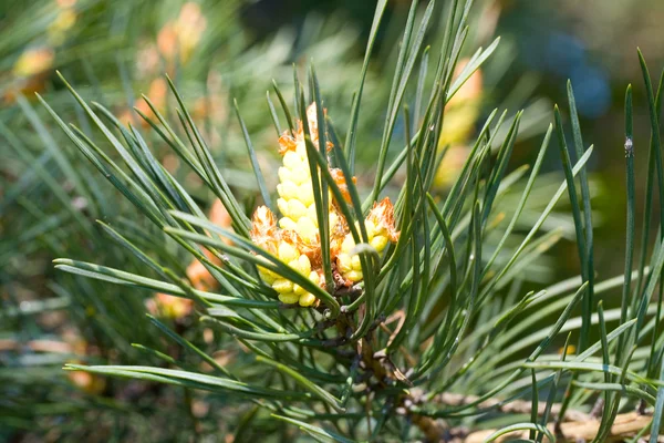 Nowy stożek w pine — Zdjęcie stockowe