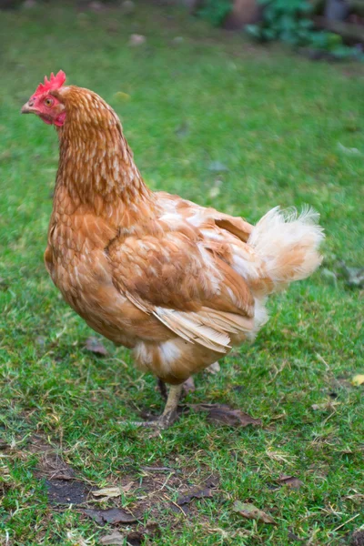 Hen on grass Royalty Free Stock Images