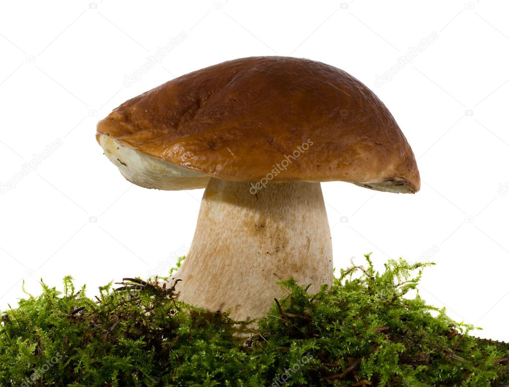 Mushroom with moss on white
