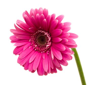 pembe gerbera