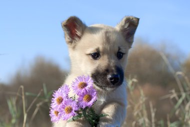 Puppy dog hold flowers in forefoots clipart