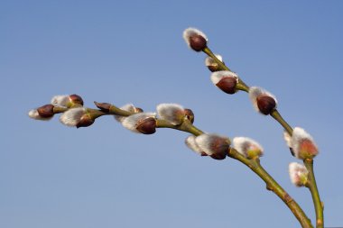 Pussy-willow branch clipart