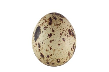 Quail egg clipart