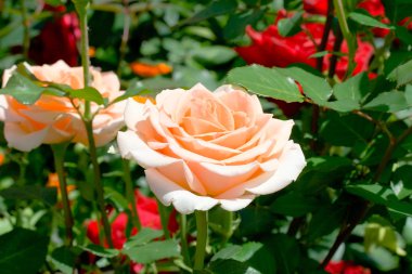Rose in garden clipart