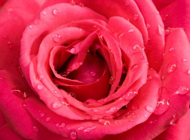 Rose with water drops clipart