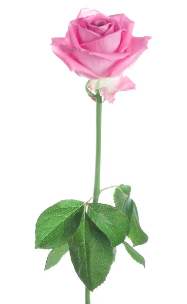 Рожеві троянди, ізольовані — стокове фото