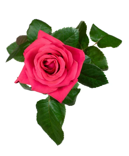 Pink rose view from above — Stock Photo, Image