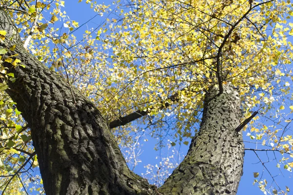 Nyárfa szár — 스톡 사진