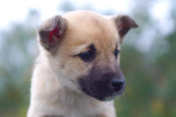子犬犬のクローズ アップの肖像画 — ストック写真