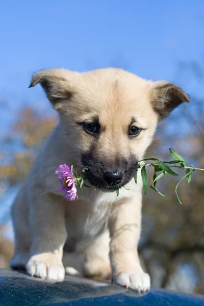 Puppy hondje houd bloem in mond 3 — Stockfoto