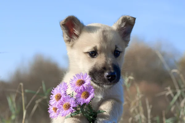 Puppy dog hold flowers in forefoots — Stock Photo, Image