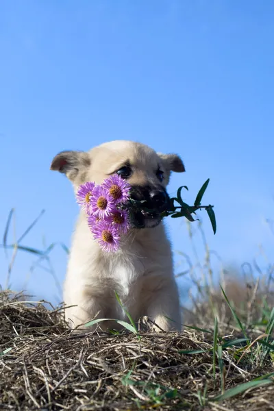 Chiot chien tenir des fleurs dans la bouche — Photo