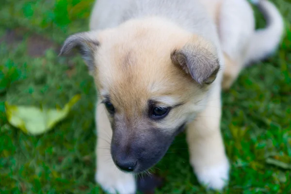 Welpe Hund auf Gras — Stockfoto