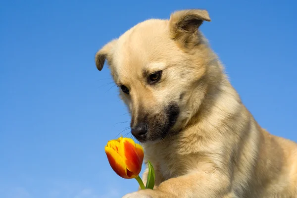 Cachorro cheirando tulipa — Fotografia de Stock