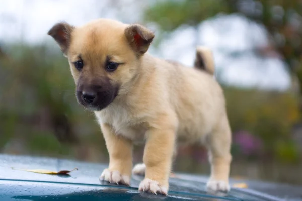 Puppy dog standing — Stock Photo, Image