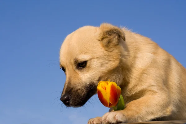 Puppy dog — Stock Photo, Image