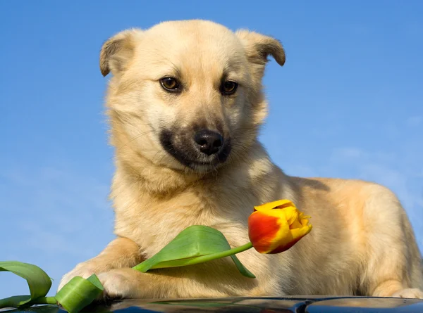 Puppy dog take tulip in forefoots — Stock Photo, Image