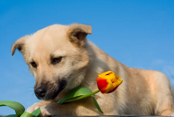 Puppy dog with tulip in forefoots — Stock Photo, Image