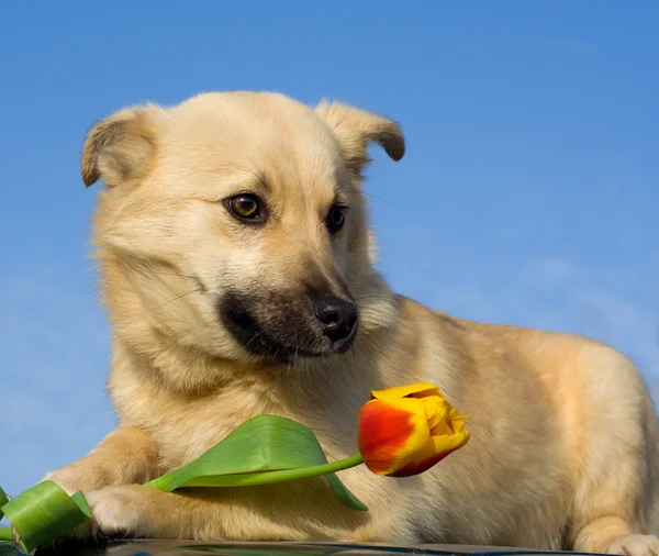 Cane cucciolo con tulipano — Foto Stock