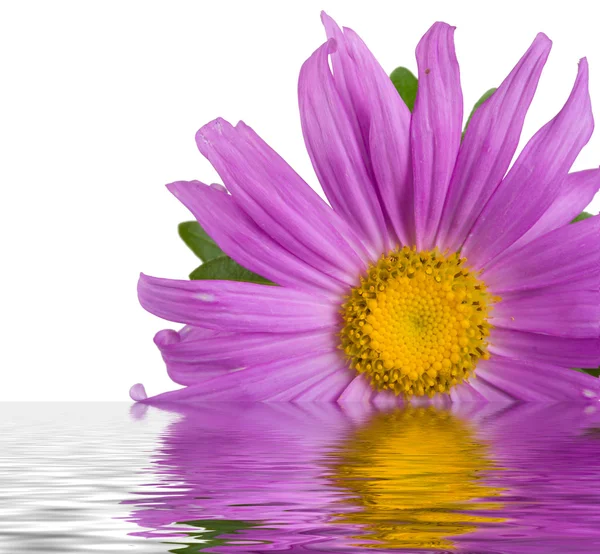 Purple aster in water — Stock Photo, Image