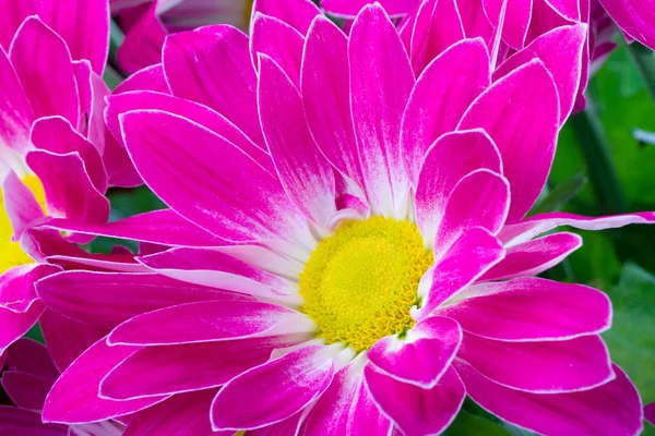 Пурпурный хризантем — стоковое фото