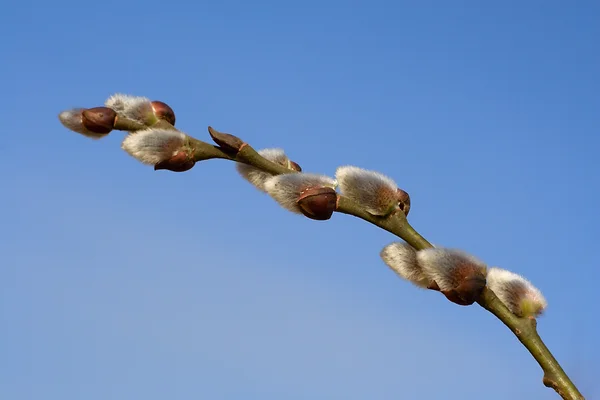 Pussy willow branch tegen blauwe hemel — Stockfoto