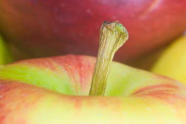 Queue de pomme rouge — Photo
