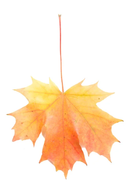 Красно-желтый кленовый лист — стоковое фото