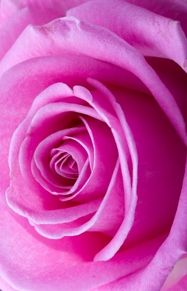 Розовый макро — стоковое фото
