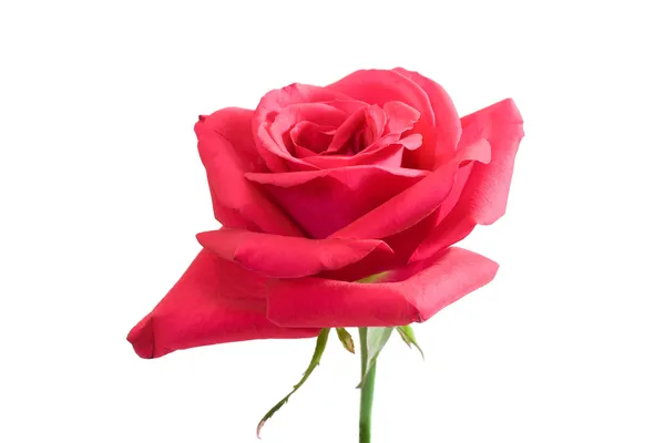 Pink rose with stem — Stock Photo, Image