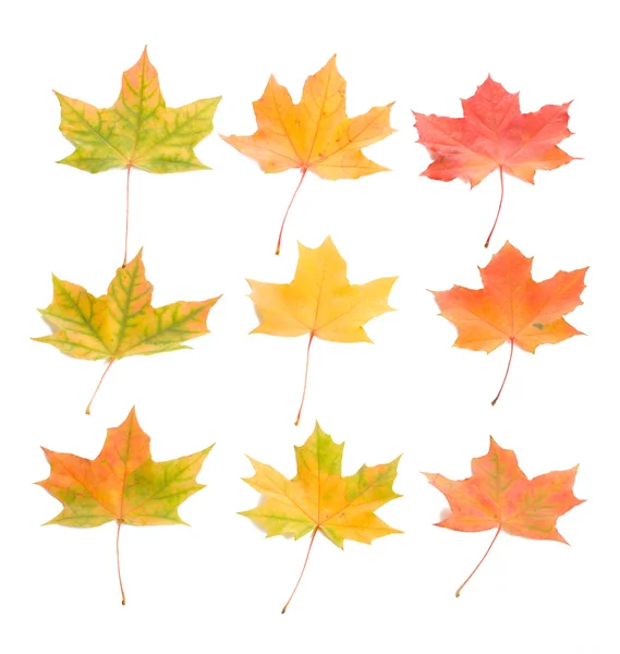 Set van esdoorn bladeren — Stockfoto