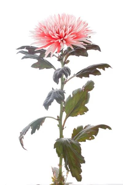 Crisantemo singolo — Foto Stock