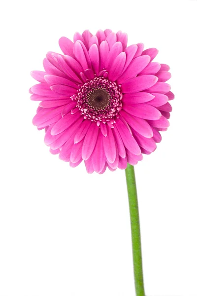 Gerbera rosa único — Fotografia de Stock