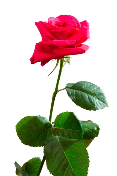 一朵粉红玫瑰 — 图库照片