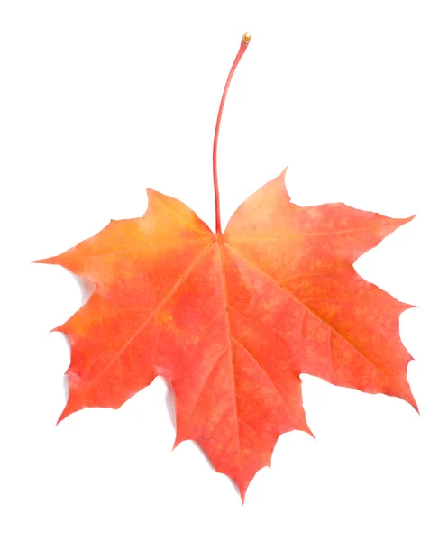 Single red maple leaf — Stock Photo, Image