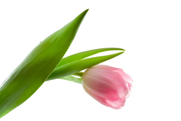 Egyetlen tulipán — Stock Fotó