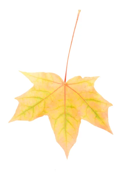Одиночный жёлтый кленовый лист — стоковое фото