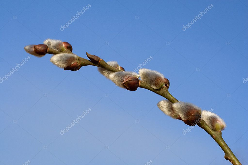 Pussy Willow Branch Against Blue Sky Stock Image