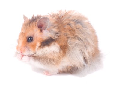 küçük hamster