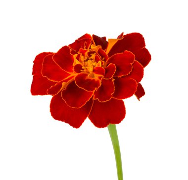 Spreading marigold clipart