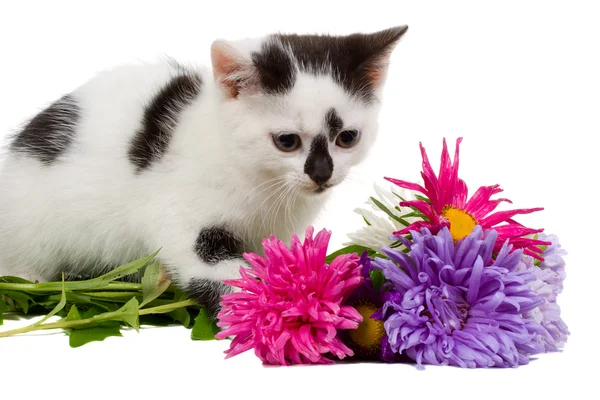 小小猫坐在旁边的花 — 图库照片