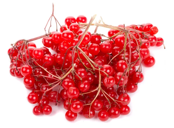 Snowball tree berries — Stock Photo, Image