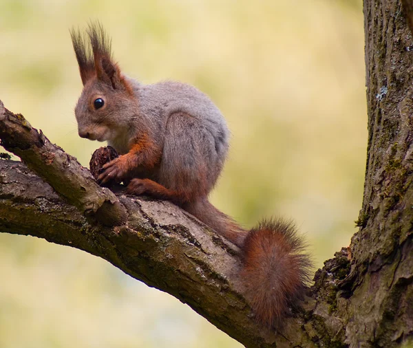 Esquilo na árvore — Fotografia de Stock