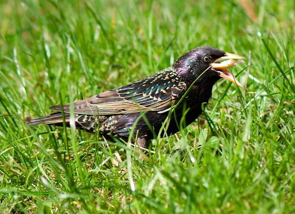 Starling på gräs — Stockfoto