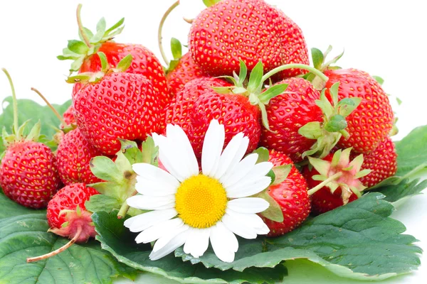 Strawberries and chamomile — Stock Photo, Image
