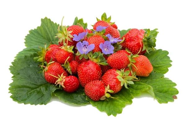 Erdbeeren auf Blättern — Stockfoto