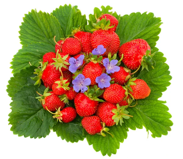 Strawberries with flower on leafs — Stock Photo, Image
