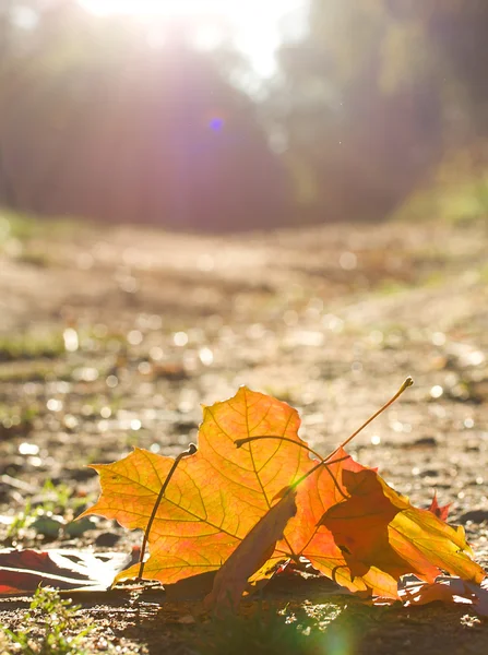 Sunrise and fallen leafs — Stock Photo, Image