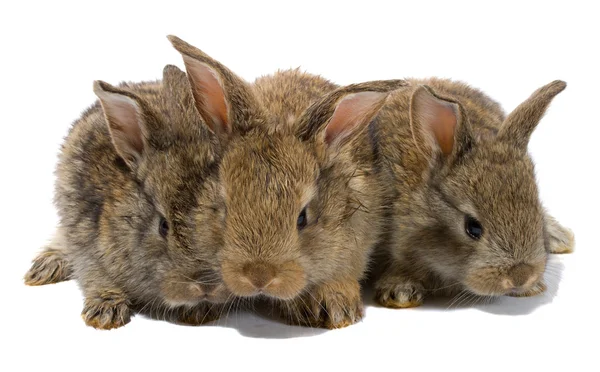 Três coelhos bebés — Fotografia de Stock